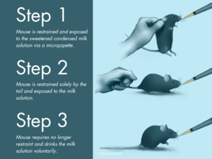 Training procedure for MDA method. Picture by Rodent MDA Consortium 2024.