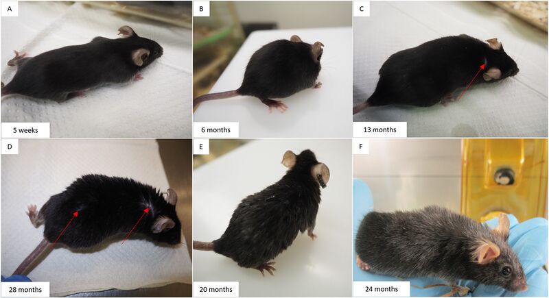 File:Geriatric mice coat.jpg