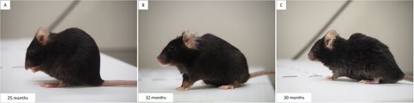 Geriatric mice - Norecopa Wiki