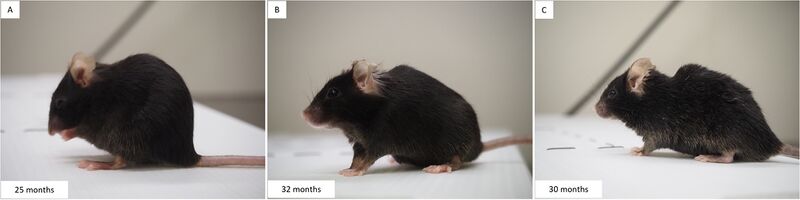 File:Geriatric mouse age hump.jpg