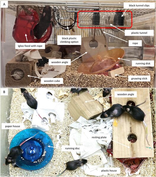 File:Geriatric mice enrichment.jpg