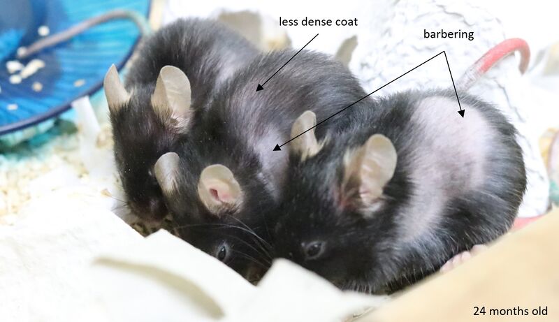 File:Geraitric mice barbering.jpg